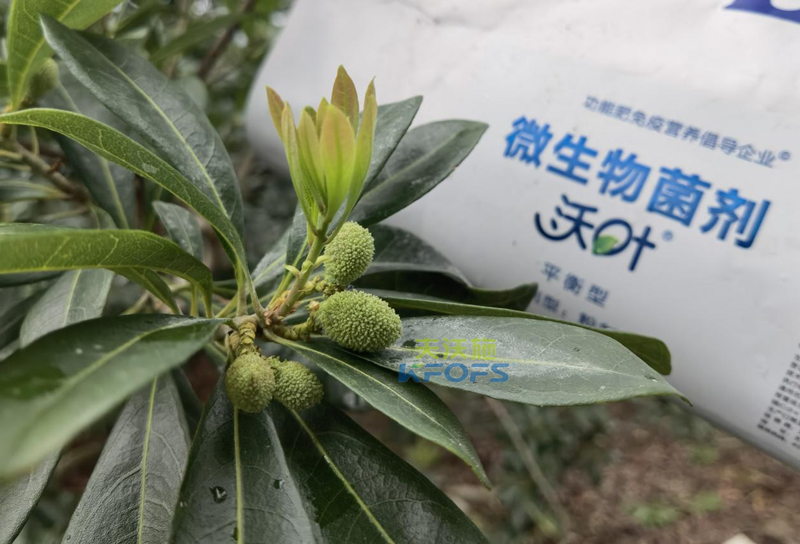 楊梅用什么水溶肥效果好？周大哥推薦沃葉