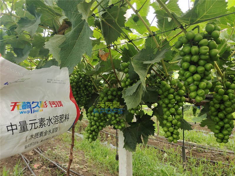 中微量元素水溶肥無畸久彩，助提商品率！