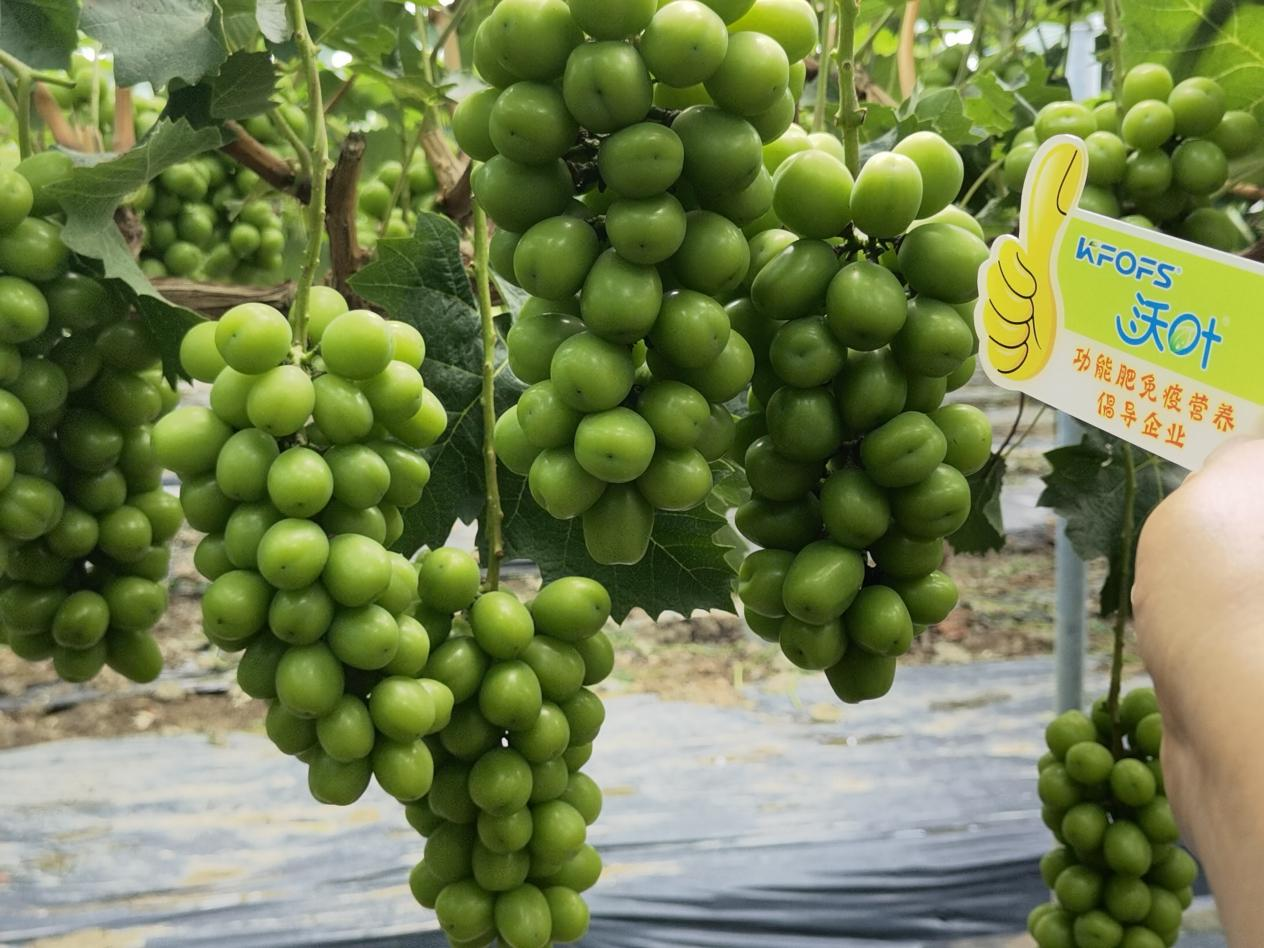 水溶肥選哪家？李總選沃葉