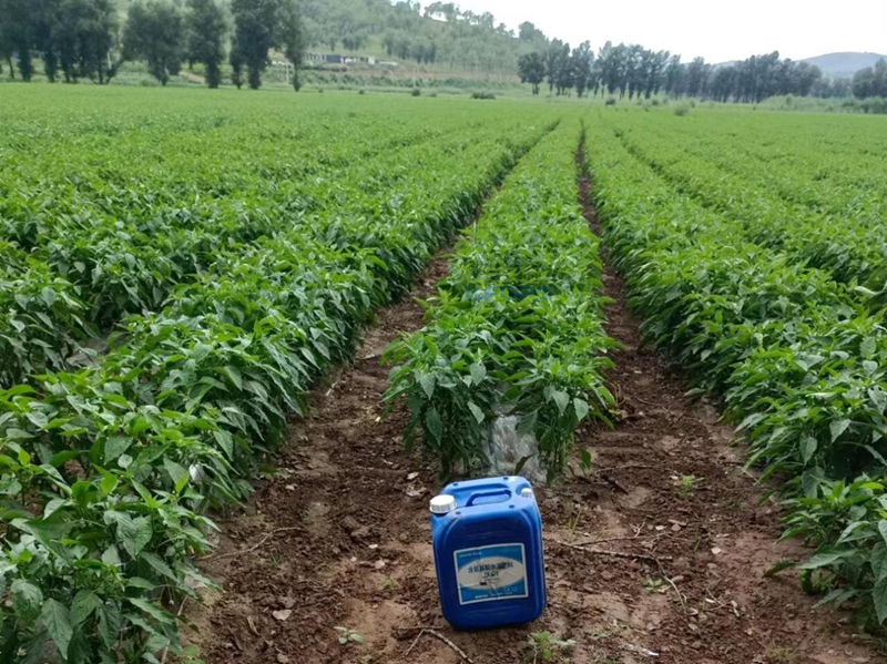 水溶肥哪家好？用過才知道