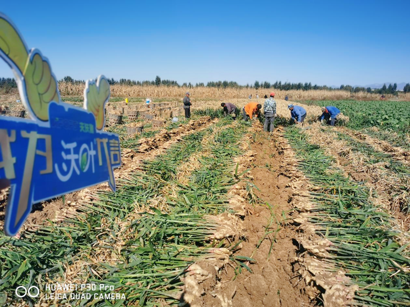 水溶肥用在大姜上效果怎么樣？
