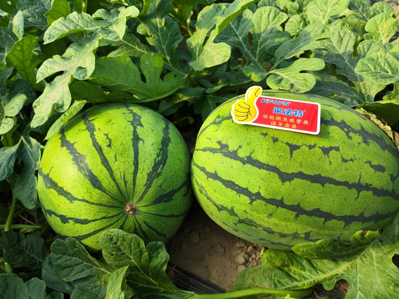 西瓜用什么水溶肥效果好？