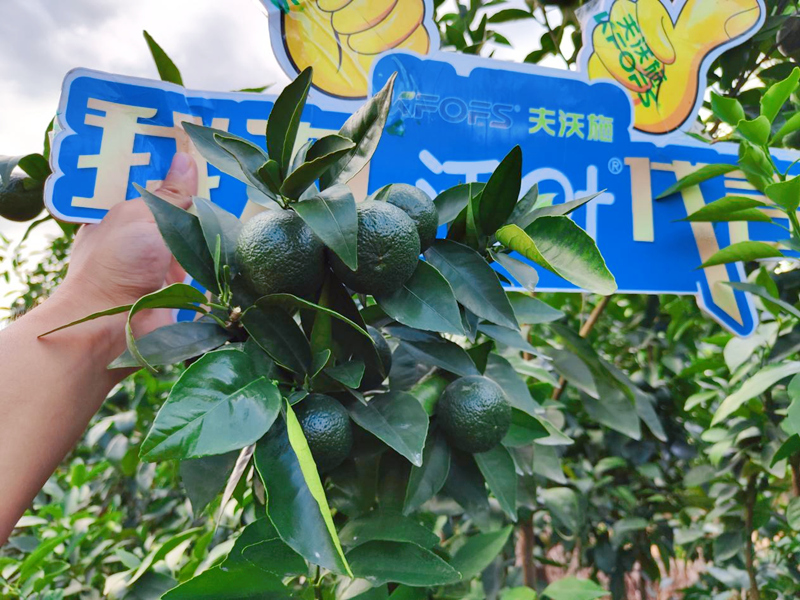 果樹用什么水溶肥效果好？他們認(rèn)可這款