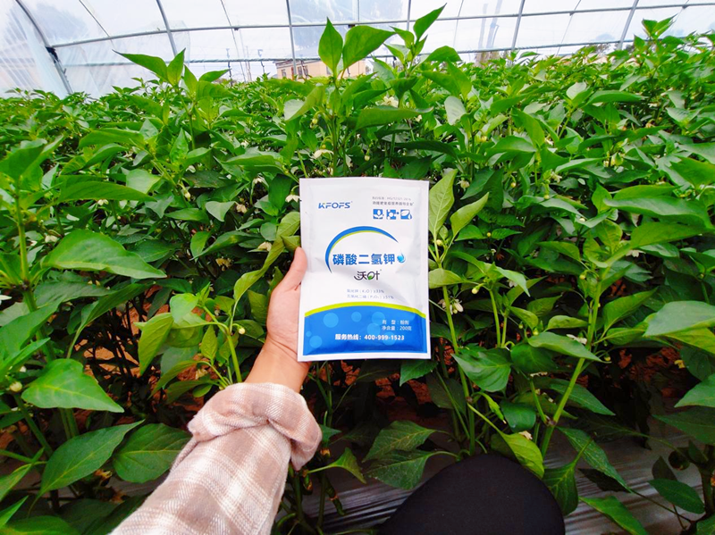 磷酸二氫鉀用在辣椒上效果怎么樣？