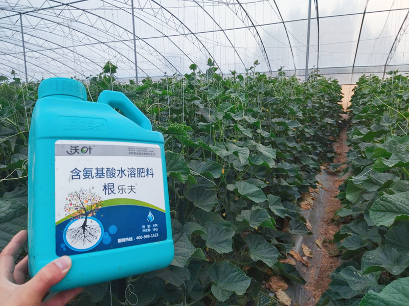 黃瓜施用水溶肥效果怎么樣？