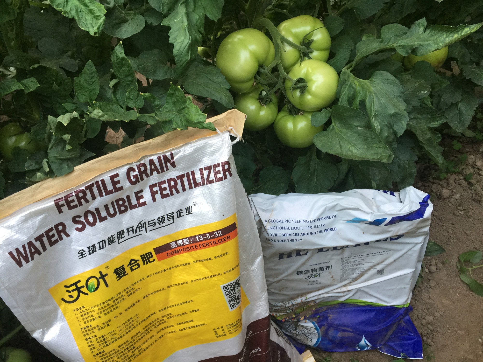 顆粒水溶肥，王大叔選沃葉