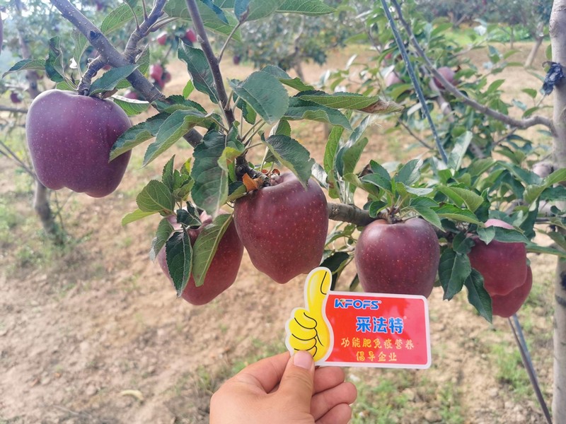 【已用】回訪時(shí)間：2022年9月24日，地址：天水秦安使用產(chǎn)品 沃水寶，采法特大量元素，回訪作物： 花牛使用效果：地老板使用產(chǎn)品兩次，整體坐果量非常高，果面光滑，顏色深紅，在周邊都屬于優(yōu)質(zhì)果 (11).jpg