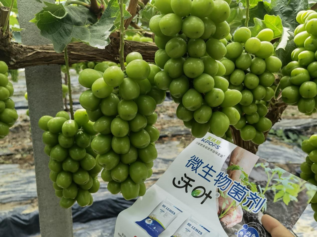 微生物菌劑的作用，你了解多少？