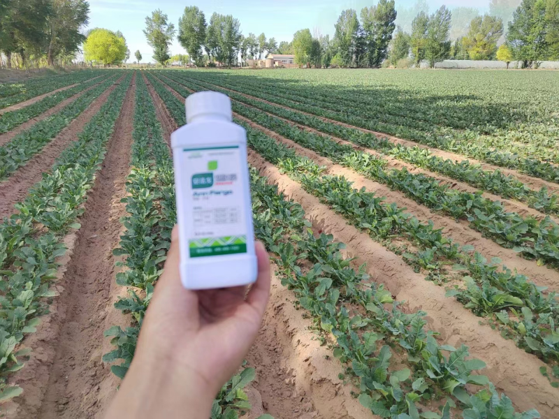 除草劑藥害怎么辦？安法戈來解決！