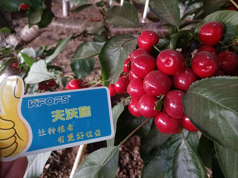 櫻桃施什么肥最大最甜？案例告訴你