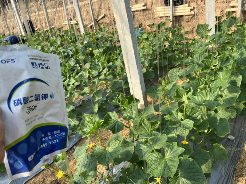 磷酸二氫鉀哪家好？趙大哥推薦沃葉