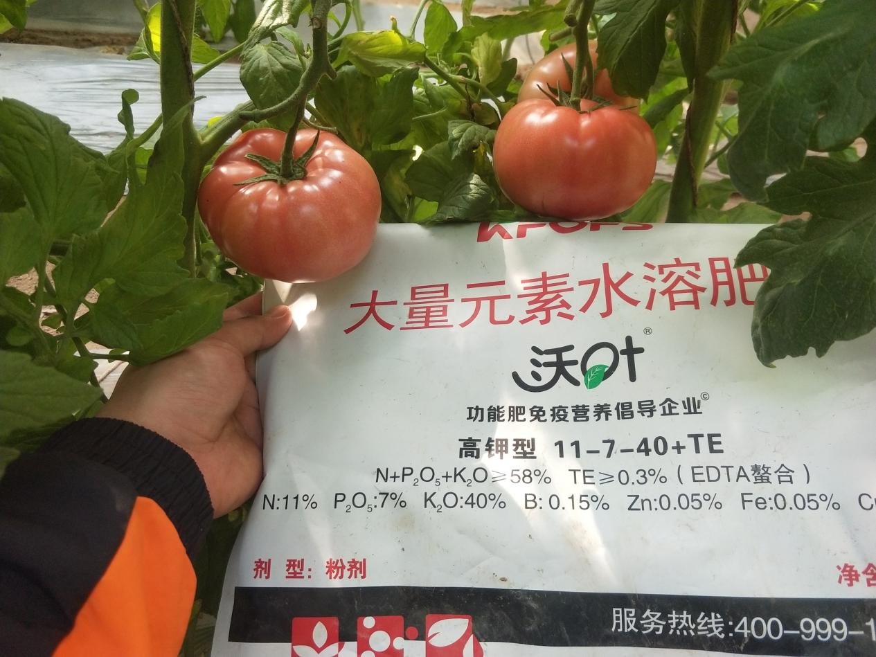 西紅柿用什么肥料比較好？