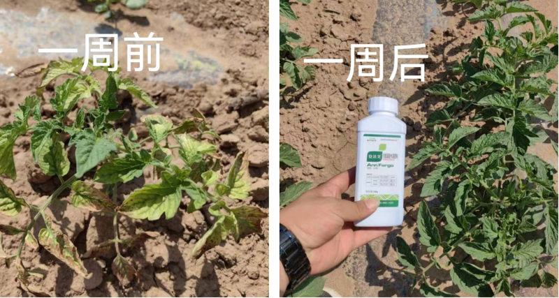 作物藥害怎么解決？找安法戈