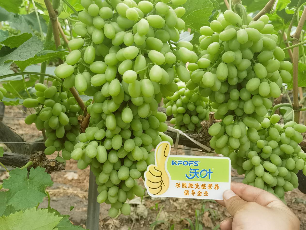 葉面肥怎么選？看李大哥怎么說