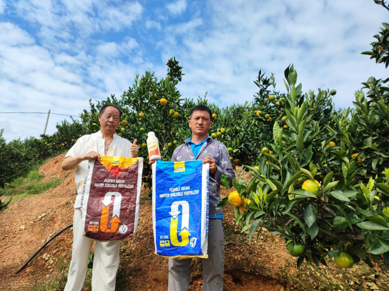 柑橘樹什么時(shí)候施肥最好-沃葉水溶肥.png