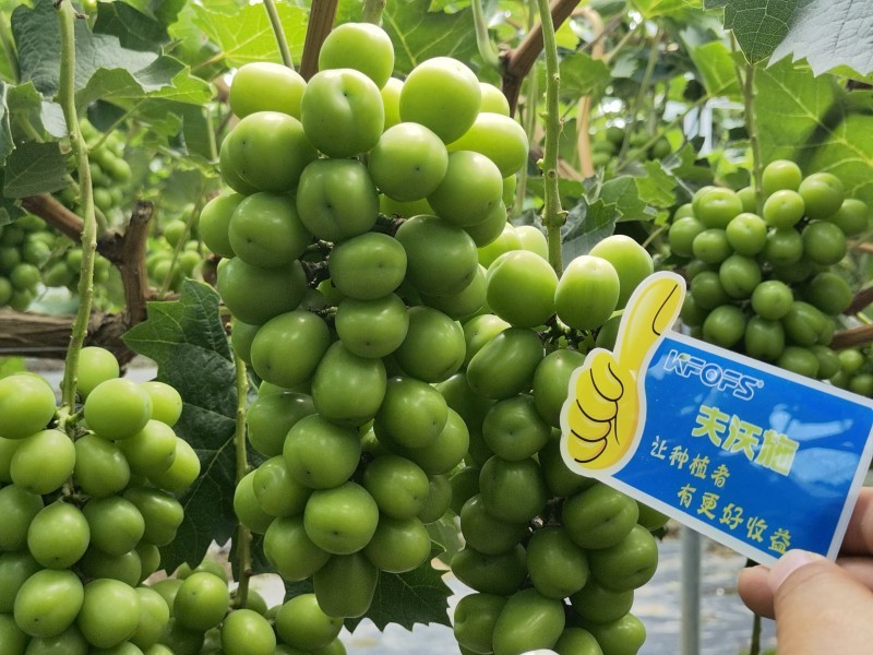 【已用】2022年7月21日，回訪地址：江蘇鹽城使用產(chǎn)品沃水寶粉劑，回訪作物：陽光玫瑰使用效果：使用沃水寶粉劑陽光果粒均勻糖度高，穗型緊湊，膨果均勻，沒有大小?，F(xiàn)象，單果粒重量以經(jīng)達(dá)到16克 (5).jpg