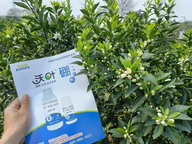 硼肥-柑橘用沃葉硼肥開花多.jpg