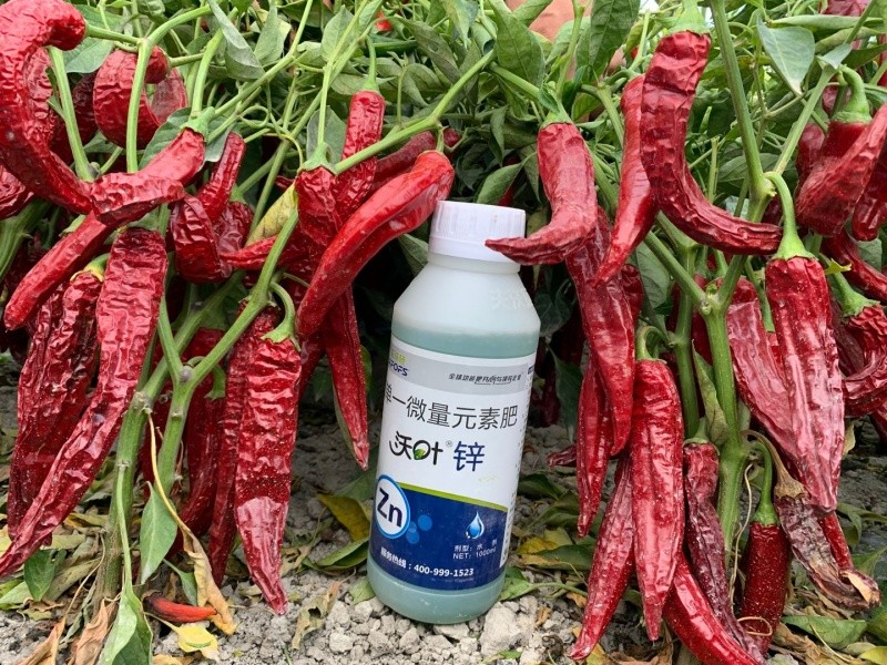 鋅肥作物增產的“利器”