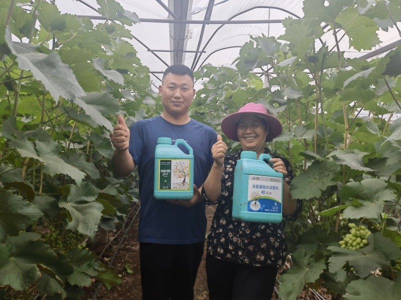 水溶肥在葡萄膨大期怎么用？