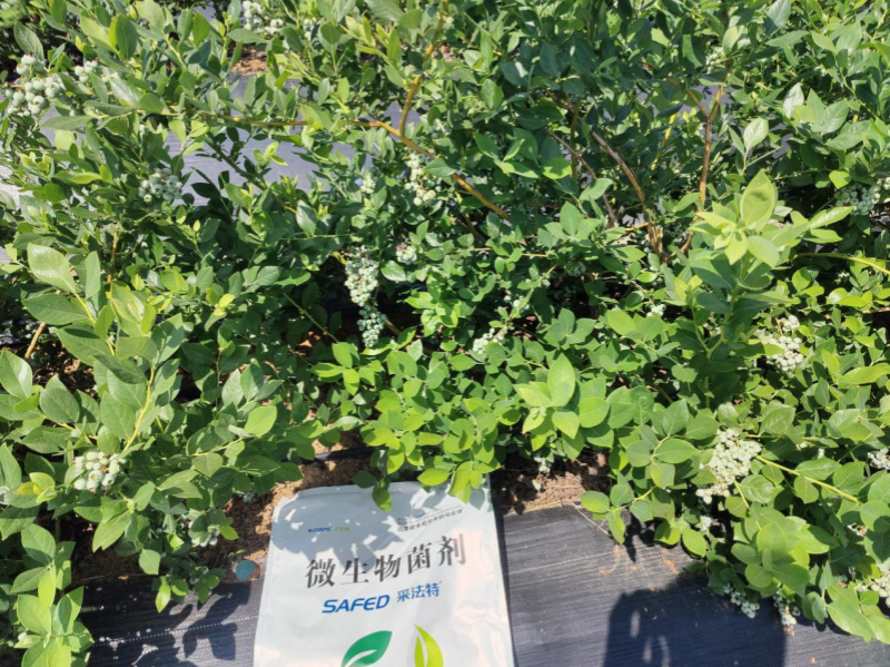 微生物菌劑的作用與功效-采法特藍莓效果.png