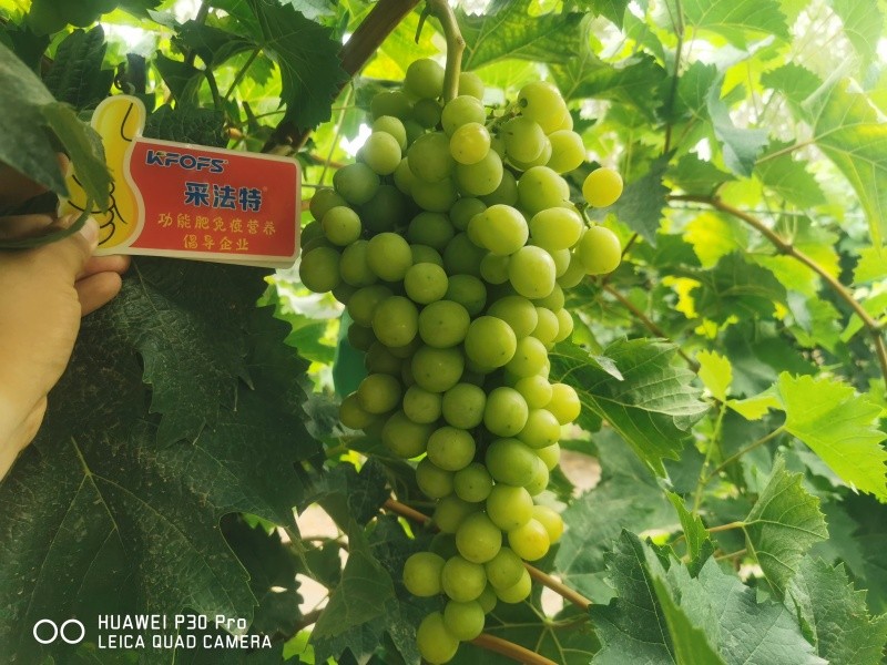 生根劑張只用它