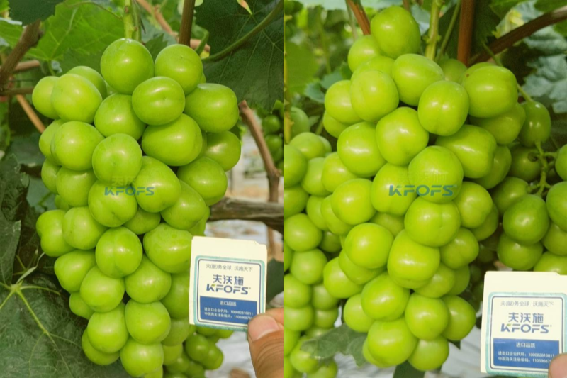 葡萄樹施什么肥料好?