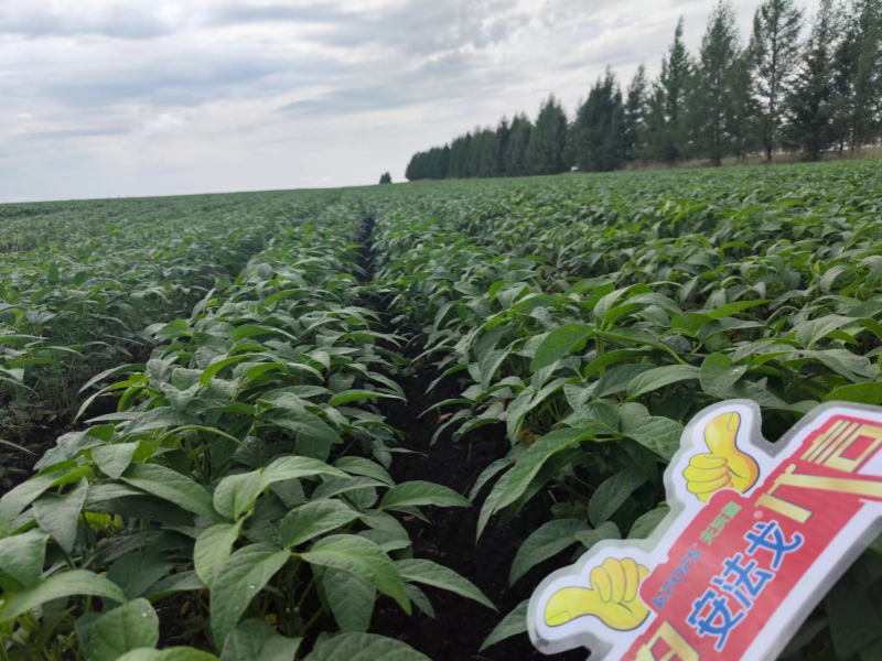 葉面肥在大豆上效果怎么樣？