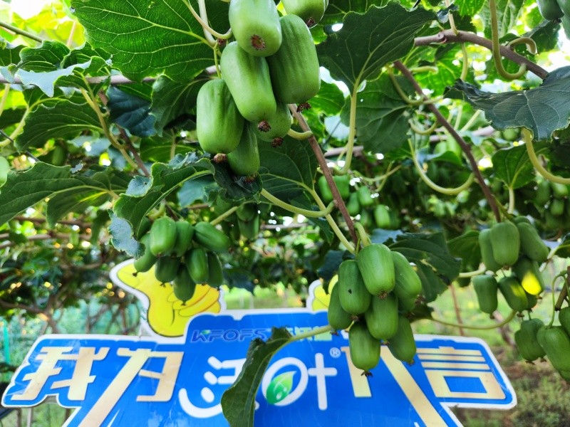 葉面肥效果怎么樣？看這篇