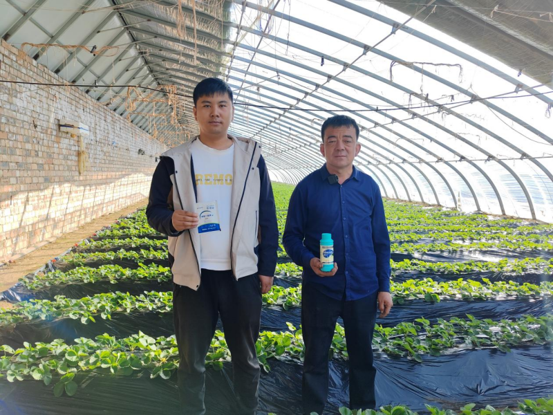 草莓施肥時間和方法,這1篇說的很明白