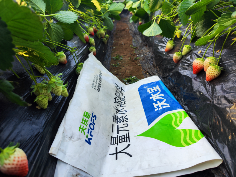 水溶肥在草莓上效果怎么樣？