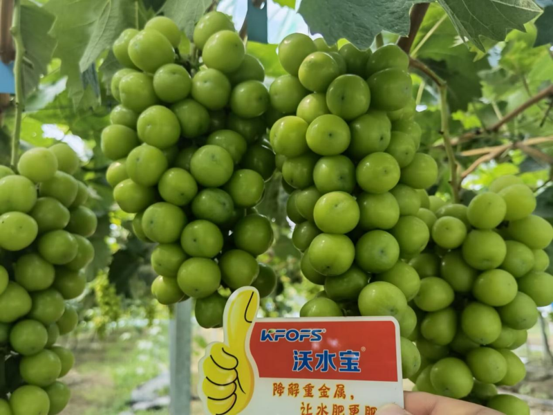 葡萄小苗如何施肥？