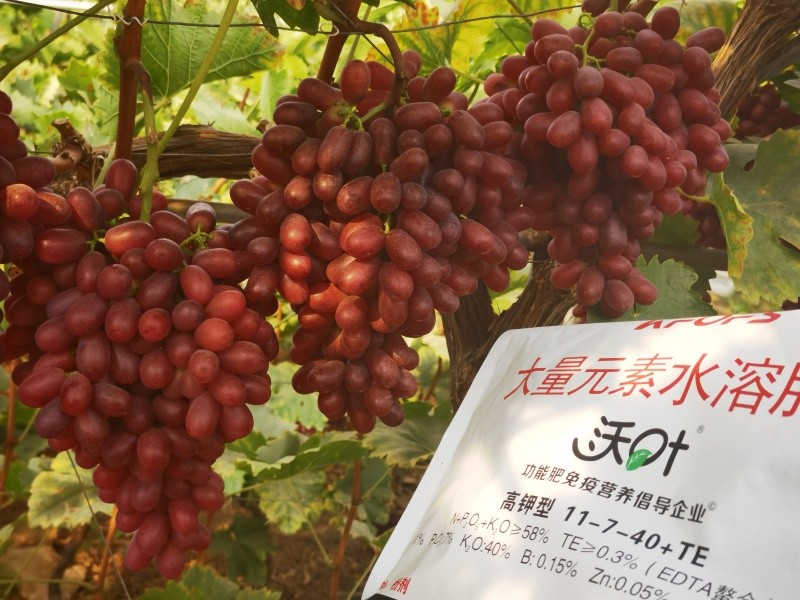 葡萄施肥-葡萄用沃葉水溶肥效果1.jpg