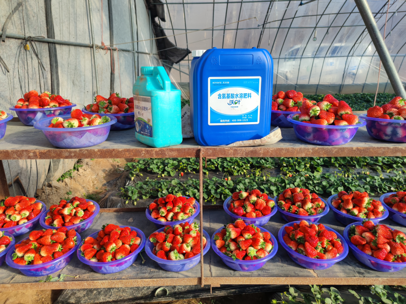 草莓專用水溶肥有哪些？好不好？