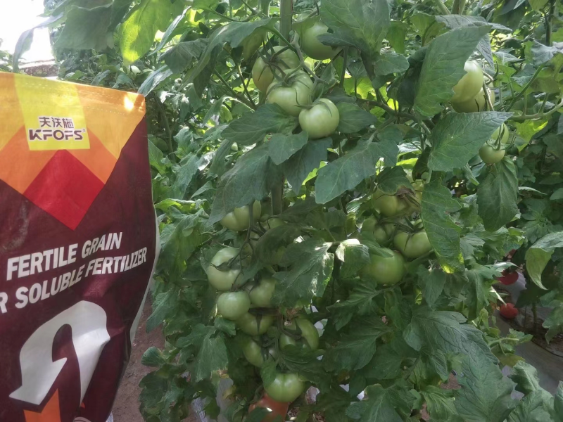 水溶肥-西紅柿用沃葉顆粒水溶肥效果.png