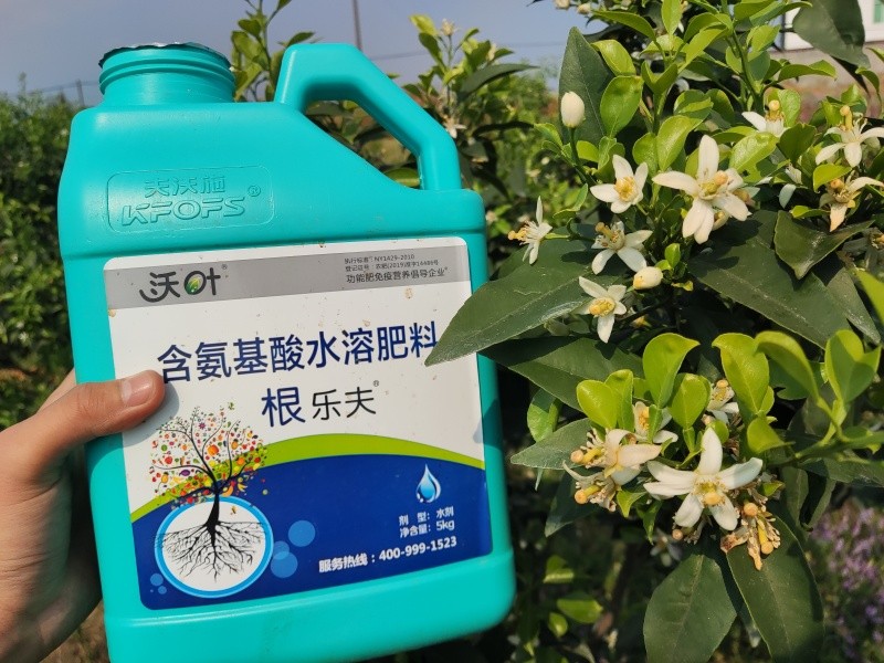 生根劑選哪個？