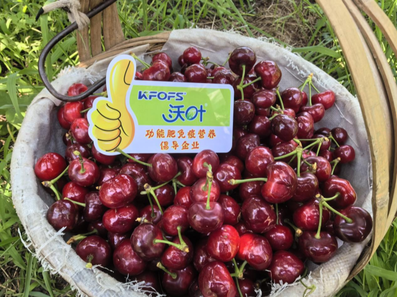 有機水溶肥是什么肥料？