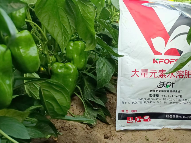 辣椒的施肥方法和技術(shù)