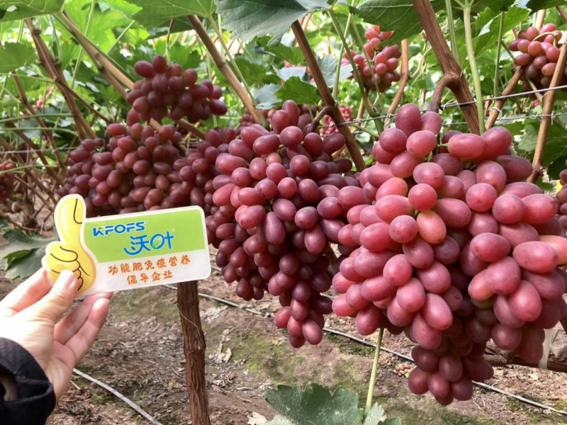 葡萄轉(zhuǎn)色期用什么肥料好？且看這篇