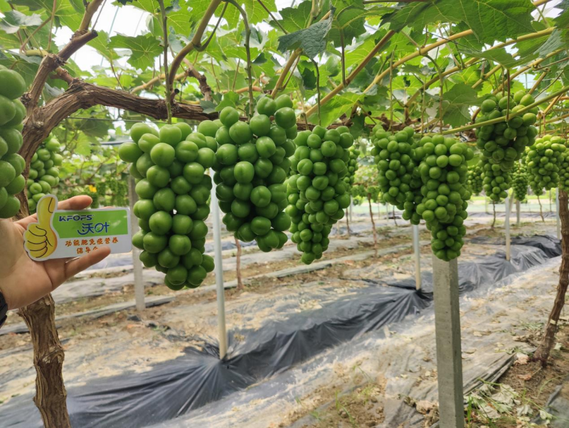 陽光玫瑰葡萄施肥方案，附詳細(xì)表格