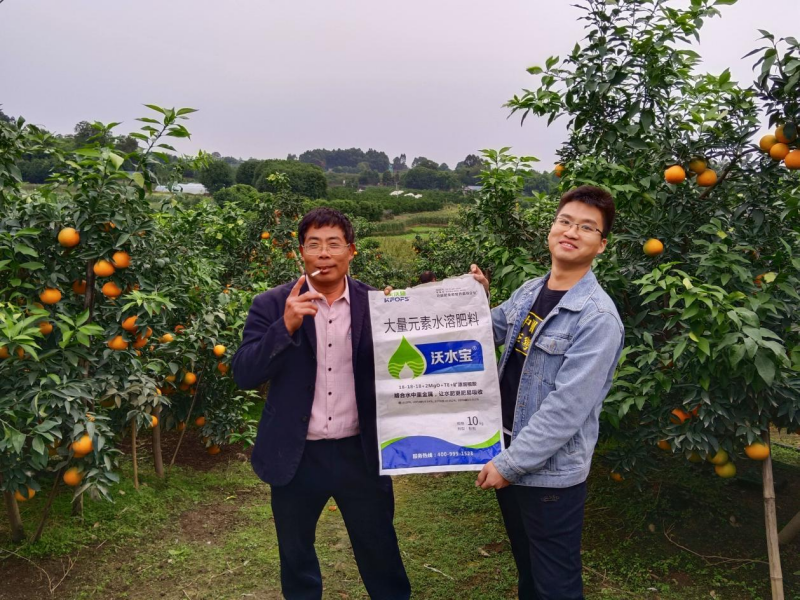 柑橘秋施基肥的作用，總結(jié)歸納三點