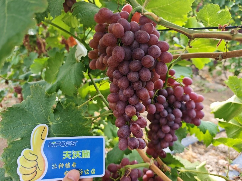 微生物菌劑的作用，你知道嗎？