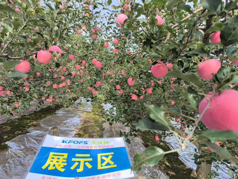 葉面肥什么時(shí)候打效果好? 葉面肥什么時(shí)候打效果好?