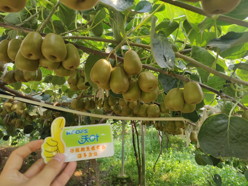 獼猴桃采果后怎樣施肥？