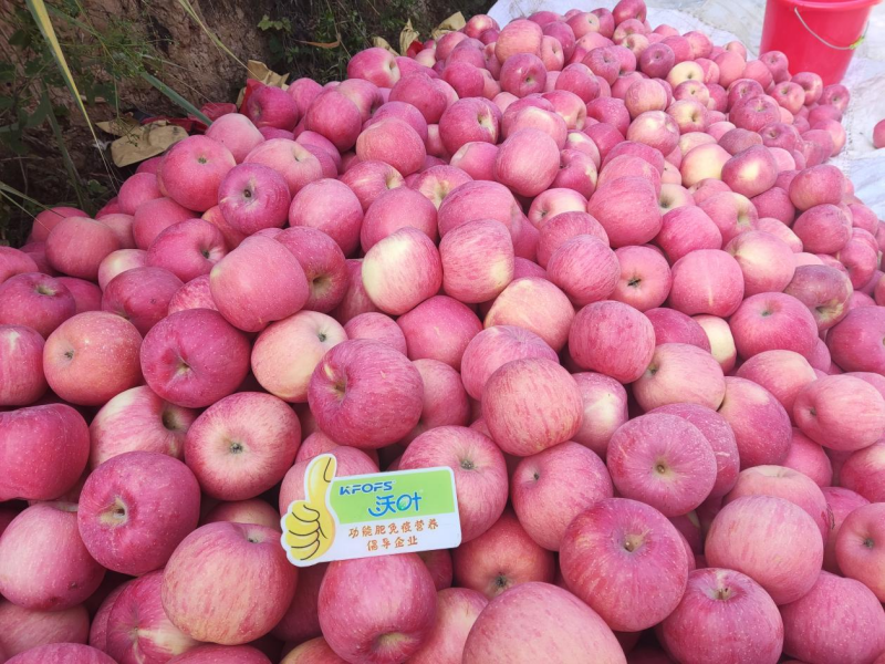 蘋果花葉病毒病怎樣治？預(yù)防和調(diào)理