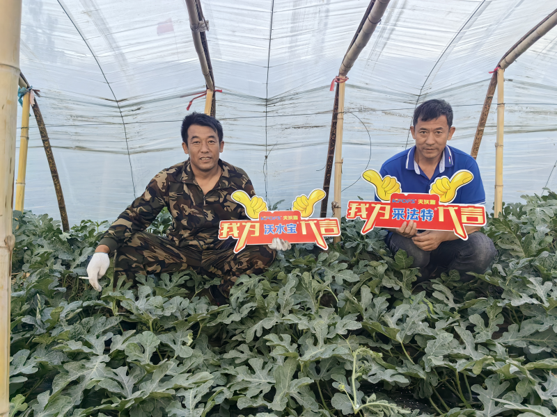 微生物菌劑的作用與功效，一起剖析