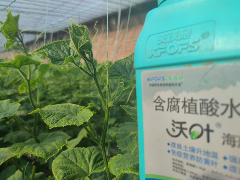 魚(yú)蛋白水溶肥什么時(shí)候用-沃葉魚(yú)蛋白黃瓜.png