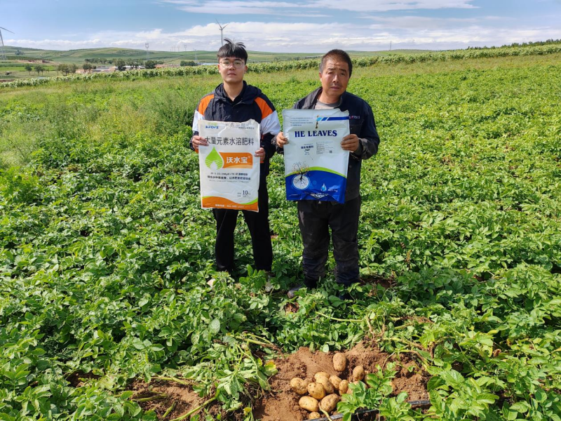 水溶肥應(yīng)用土豆抗病淀粉多