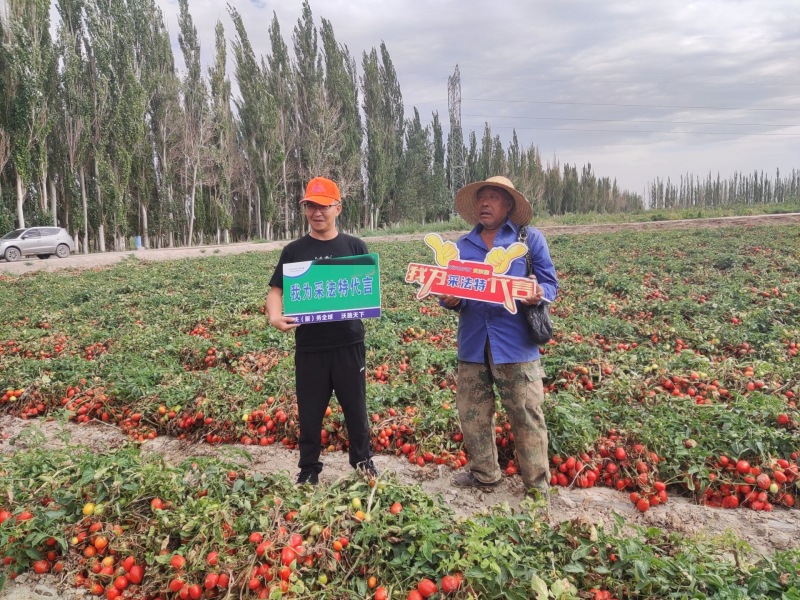 番茄怎么種植？新疆釀醬番茄舉例