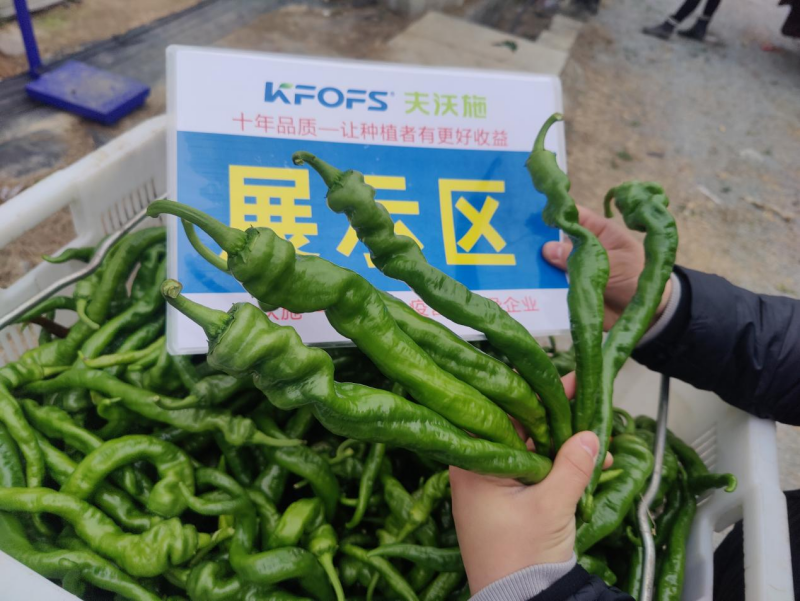 辣椒用什么肥料？