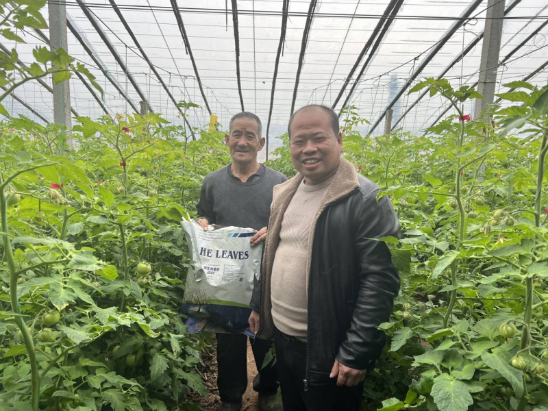 西紅柿怎么施肥？